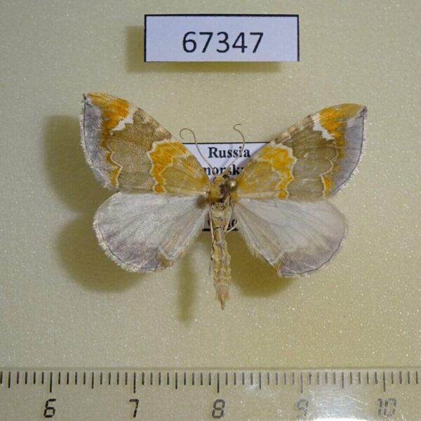 Geometridae Eulithis pyropata Primorye