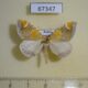 67347p Geometridae Eulithis pyropata Primorye $10
