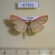 67352p Arctiidae Melanaema venata Primorye $10