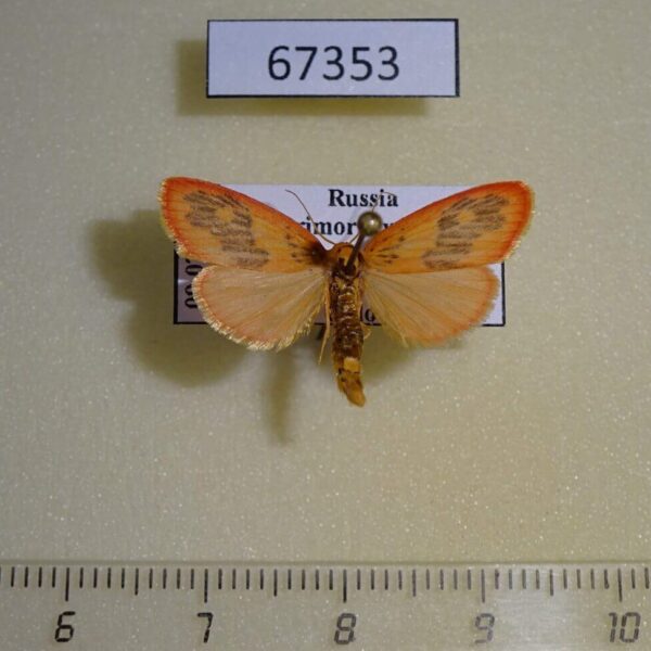 Arctiidae Stigmatophora rhodophila Primorye
