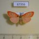 67356p Arctiidae Aberrasine aberrans f Primorye $10