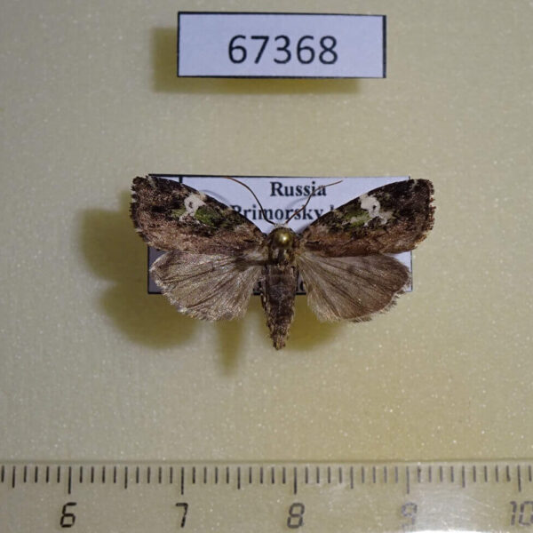 Noctuidae Prometopus flavicollis Primorye