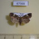 67368p Noctuidae Prometopus flavicollis Primorye $8