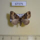 67375p Geometridae Xanthorhoe quadrifasiata Primorye $5