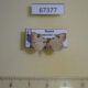 67377p Noctuidae Chorsia costimacula Primorye $7