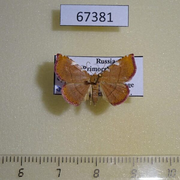 Noctuidae Corgatha costimacula Primorye