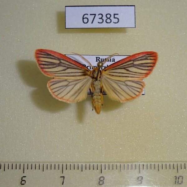 Arctiidae Melanaema venata Primorye