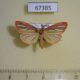 67385p Arctiidae Melanaema venata Primorye $10