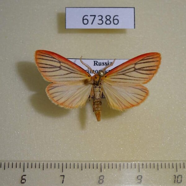 Arctiidae Melanaema venata Primorye