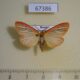67386p Arctiidae Melanaema venata Primorye $10
