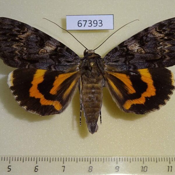 Noctuidae Catocala doerriesi Primorye