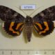 67393p Noctuidae Catocala doerriesi Primorye $9