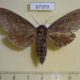 67399p Sphingidae Sphingulus mus f Primorye $15