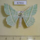 67402p Geometridae Geometra albovenaria Primorye $7