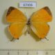 67406p Lycaenidae Japonica lutea f Primorye $25