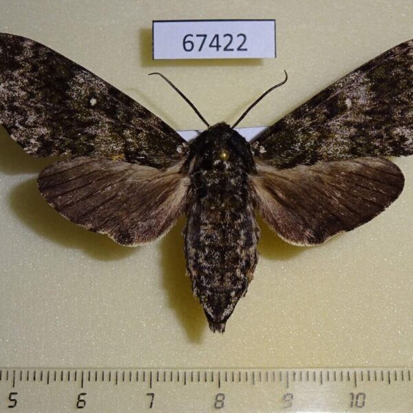 Sphingidae Dolbina tancrei f Primorye