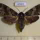 67422p Sphingidae Dolbina tancrei f Primorye $10