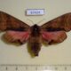 67424p Sphingidae Marumba gaschkewitschi f Primorye $10