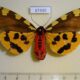 67430p Arctiidae Pericallia matronula f Primorye $10