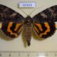 67433p Noctuidae Catocala doerriesi Primorye $9