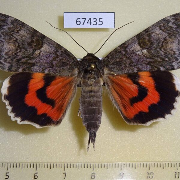 Noctuidae Catocala nupta Primorye
