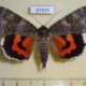 67435p Noctuidae Catocala nupta Primorye $10