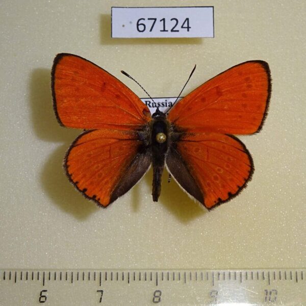 Lycaenidae Thersamolycaena dispar Primorye