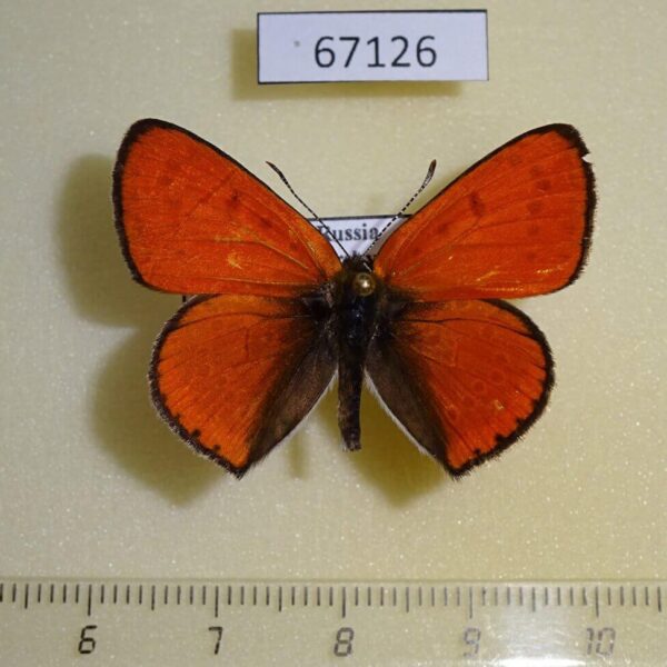 Lycaenidae Thersamolycaena dispar Primorye