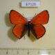 67126p Lycaenidae Thersamolycaena dispar Primorye $8