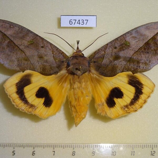 Noctuidae Eudocima tyrannus f Primorye