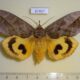 67437p Noctuidae Eudocima tyrannus f Primorye $15