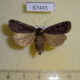 67445p Noctuidae Xestia velata f Primorye $50