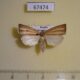 67474p Crambidae Loxoneptera sp. hampsoni Primorye $10