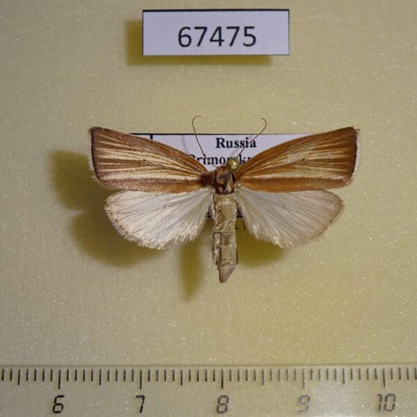Crambidae Loxoneptera sp. hampsoni Primorye