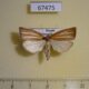 67475p Crambidae Loxoneptera sp. hampsoni Primorye $10