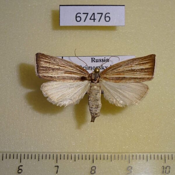 Crambidae Loxoneptera sp. hampsoni Primorye