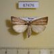 67476p Crambidae Loxoneptera sp. hampsoni Primorye $10