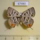 67480p Lycaenidae Antigius butleri f Primorye $10