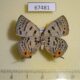 67481p Lycaenidae Antigius butleri f Primorye $10