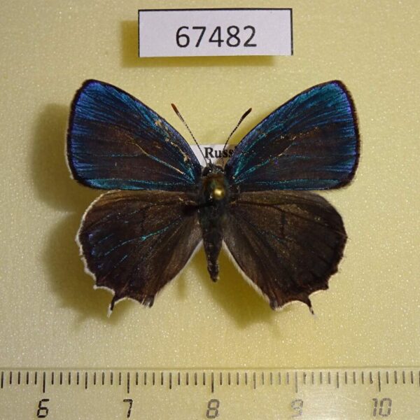Lycaenidae Favonius saphirinus Primorye