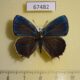 67482p Lycaenidae Favonius saphirinus Primorye $12