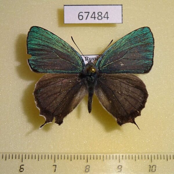 Lycaenidae Favonius ultramarinus Primorye