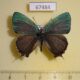 67484p Lycaenidae Favonius ultramarinus Primorye $10