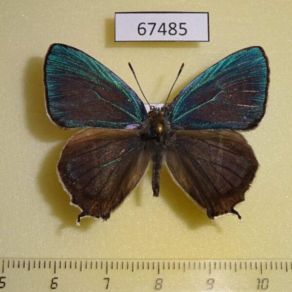 Lycaenidae Favonius cognatus Primorye