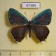 67485p Lycaenidae Favonius cognatus Primorye $20
