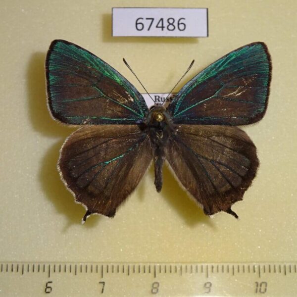 Lycaenidae Favonius cognatus Primorye