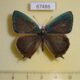 67486p Lycaenidae Favonius cognatus Primorye $20