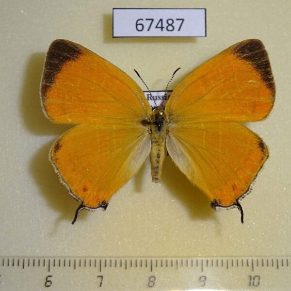 Lycaenidae Japonica lutea Primorye