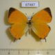 67487p Lycaenidae Japonica lutea Primorye $20
