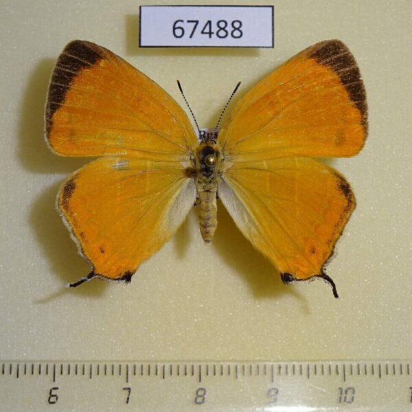 Lycaenidae Japonica lutea Primorye